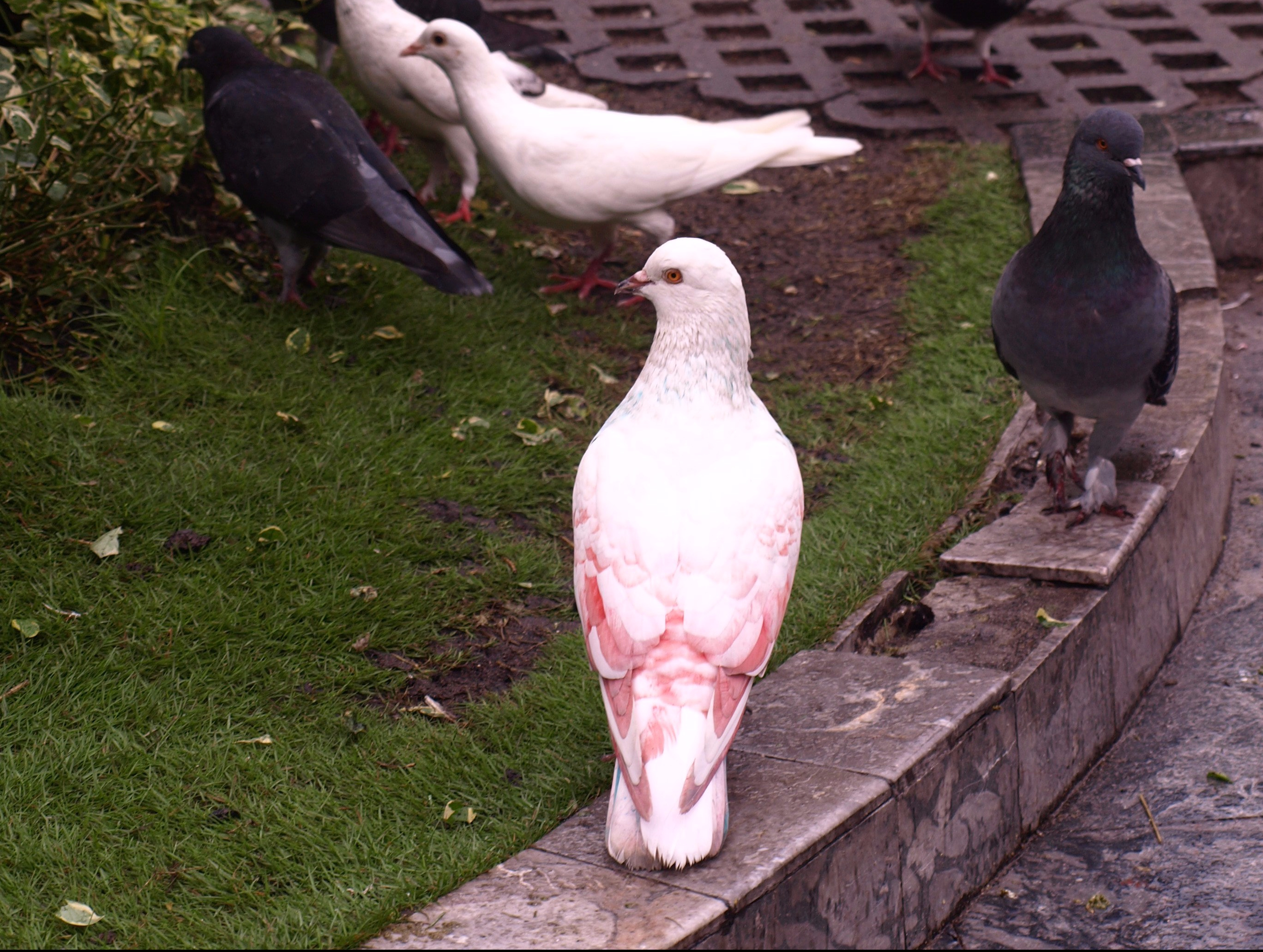 Spraypainted pigeon in Ho Chi Minh City (Saigon)