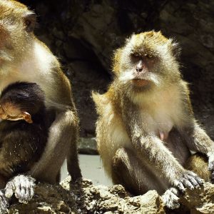 thailand monkey beach