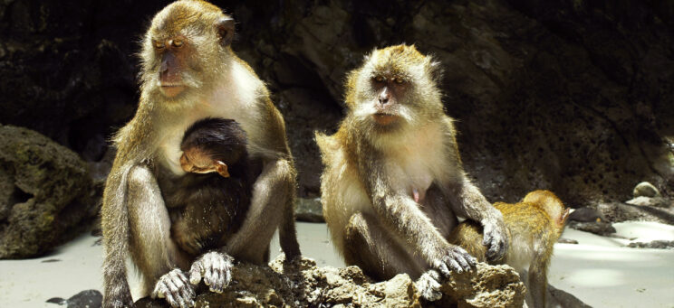 thailand monkey beach