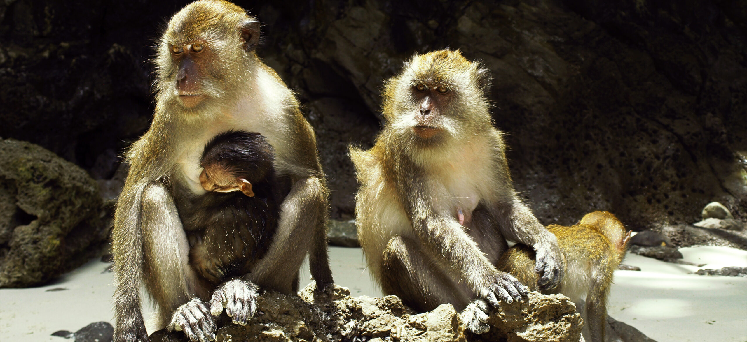 thailand monkey beach
