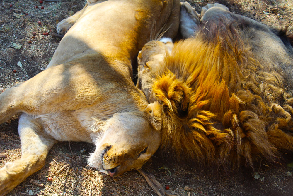 south africa safari
